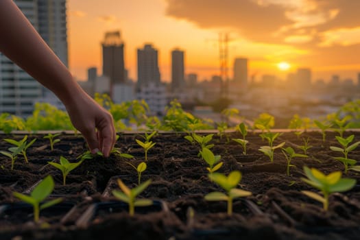 Close-up of hands planting young green seedlings in urban garden beds with a cityscape sunrise in the background