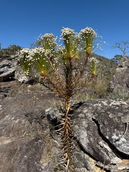 A resilient evergreen plant stands out against a clear blue sky on rocky mountainous terrain.