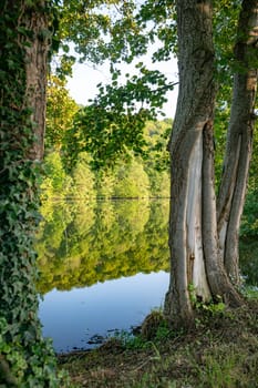 the Moselle in France with a reflection in the water of a tree line during the golden hour with an old tree in the foreground