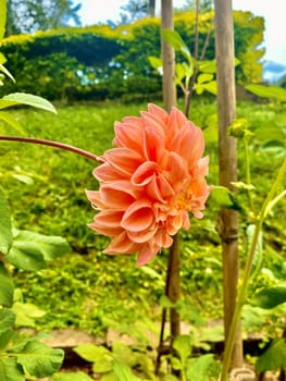 A detailed close-up of a vibrant flower, showcasing its intricate petals and natural beauty. Perfect for use in botanical, nature, and floral-themed projects.