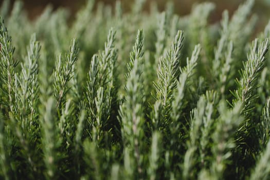 Close-up of a rosemary bush showing detailed green foliage. The natural texture and vibrant color highlight the plant freshness and organic beauty