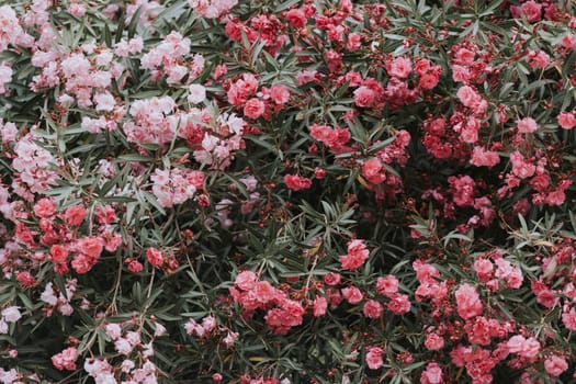 Close-up of a blooming oleander bush with pink and red flowers. The lush greenery and vibrant blossoms create a picturesque natural scene.