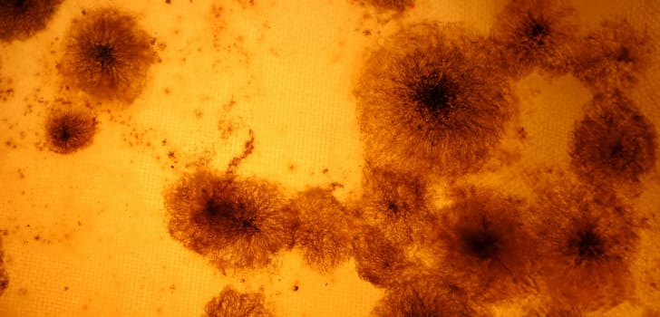 Dark mold on an orange background closeup.