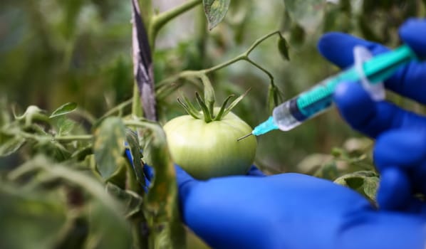 Focus on gloved arm of GMO scientist sticking syringe with liquid into tomatoes. Pesticides used in floral food. Genetically modified vegetables concept. Blurred background