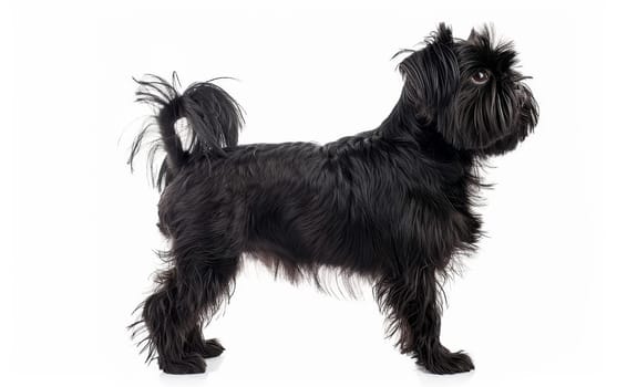 An elegant Affenpinscher stands in profile, showcasing its sleek black coat and poised stance. The dog's confident posture and the flow of its fur exude a regal air, making it a captivating subject