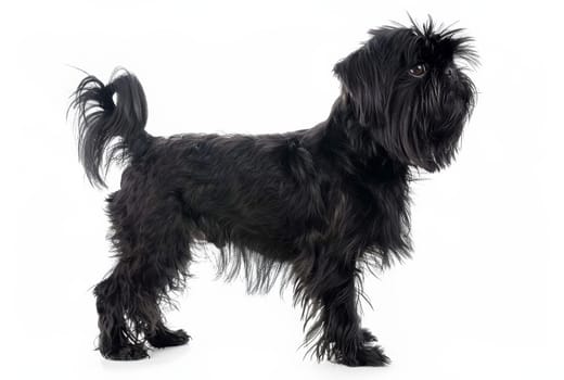 An elegant Affenpinscher stands in profile, showcasing its sleek black coat and poised stance. The dog's confident posture and the flow of its fur exude a regal air, making it a captivating subject