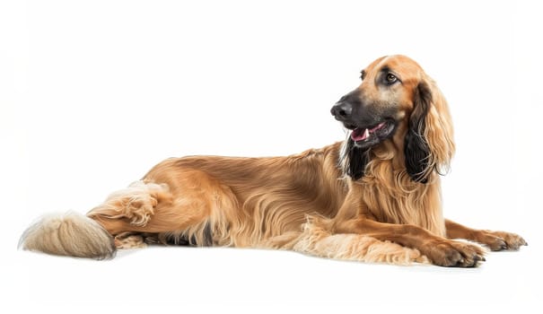 A majestic Afghan Hound is depicted in profile, showcasing its glossy, flowing coat and dignified posture. The dog's attentive gaze adds to its noble demeanor, set against a pure white background