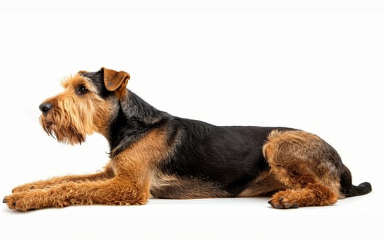 A serene Airedale Terrier lies down comfortably, its expressive eyes and distinctive tan curls capturing the essence of the breed's friendly nature. Its relaxed posture invites a moment of calm