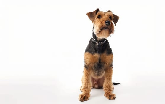 This obedient Airedale Terrier sits proudly, its keen expression and muscular stature embodying the breed's spirited and adaptable nature. Its crisp black and tan coat is groomed to perfection