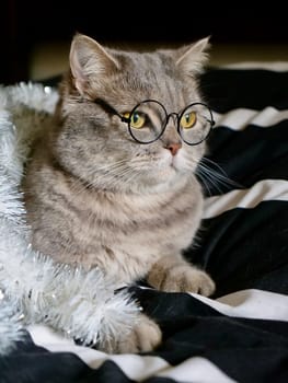 Scottish straight cat celebrates holiday eve Happy New Year 2025 and Merry Christmas , pet in glasses at home