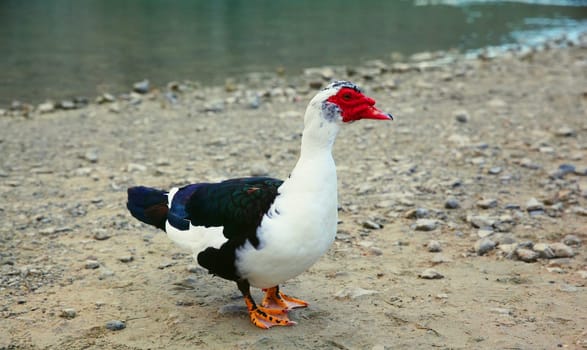 One white black mute duck with a red beak walks by Kournas lake. Free wild bird. Nature, animal