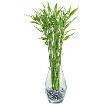 Lucky Bamboo tall green stalks with small leaves growing in a clear glass vase with. Plants isolated on transparent background.