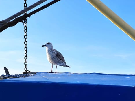 Beautiful seagull on the ferry in Bulgaria