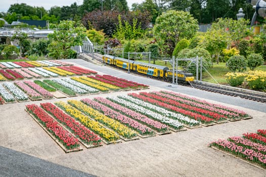 den haque,holland,9-07-2024:, the replicas of famous dutch tulip fields and train as a tourist attraction in Madurodam park buildings from all parts of the Netherlands.