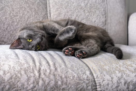 A young dark gray cat with yellow-green eyes lies on the sofa. Selective focus.