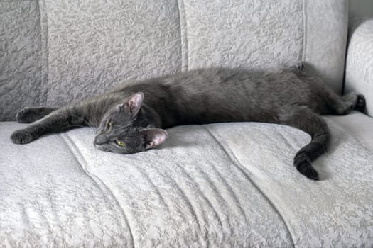 A young dark gray cat with yellow-green eyes lies on the sofa. Selective focus.