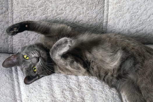 A young dark gray cat with yellow-green eyes lies on the sofa. Selective focus.