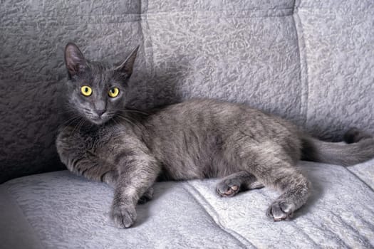 A young dark gray cat with yellow-green eyes lies on the sofa. Selective focus.