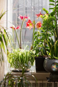 Amryllis blooms. Bright flowers of a red bulbous houseplant on the windowsill among other ornamental plants