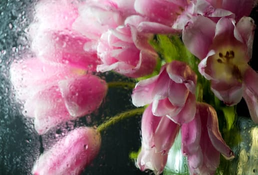 Bright spring flowers. Pink tulips through wet glass on a black background. Can be used as a picture or postcard