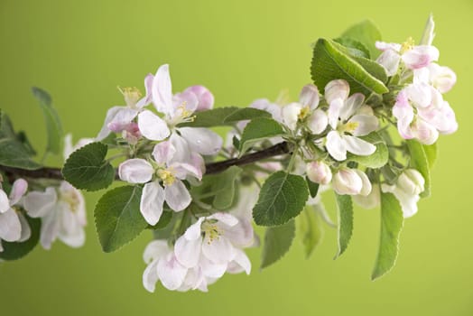 blooming Apple flowers on black background. Spring timelapse of opening beautiful flowers on branches Apple tree.