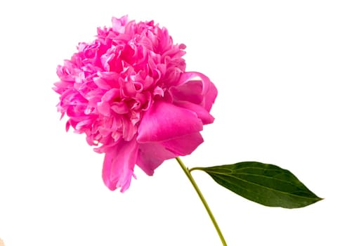 Peony flower. Large pink peony isolated on white background