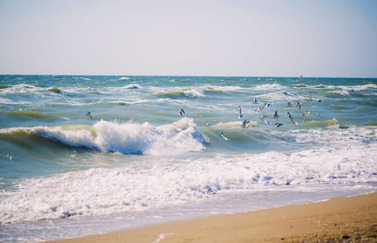 sea, wave, seagulls on the sea coast, a beach close up