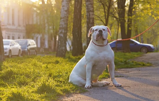 dog breed american bulldog sitting on the street