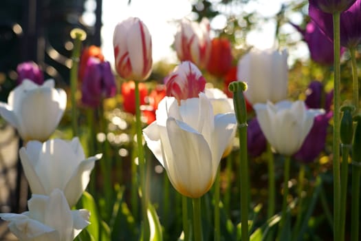 tulips in the garden. Field of colorful bright blooming tulips, large group of multi colored flowers nature still vivid background, moving in the wind. Natural floral pattern