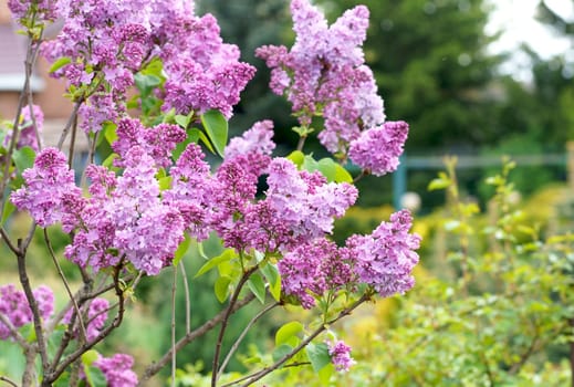 Lilac flowers branch. Floral background natural spring. Blossoming lilac flower bud. spring time color. Beautiful purple petal plant. Summer garden Pink liliac