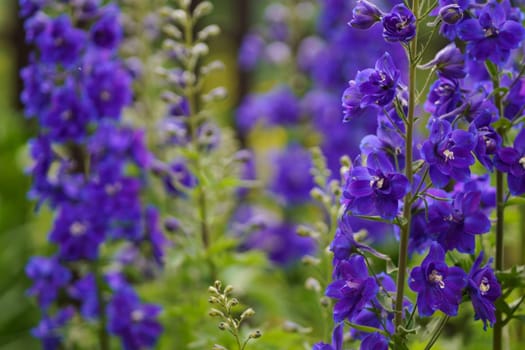 blooming delphinium. Blue flower is the delphinium in the garden on a natural background