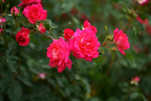 Beautiful Red rose on Black background. Petals of Blooming pink rose flower open, close-up. Holiday, love, birthday. Bud closeup.