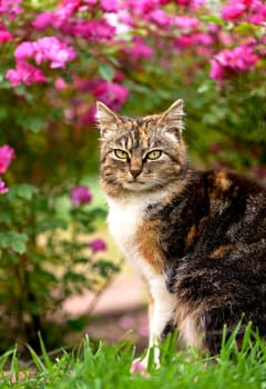 homemade tricolor cat sits on the path under a bush of blooming roses on her yard. Beauty in nature, pet care, human next to animals