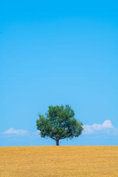 Majestic tree against blue sky and wheat field in summer, High quality photo