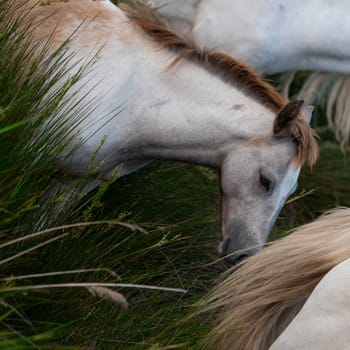 Camargue Horse, Adult and foal eating Grass through Swamp, Saintes Marie de la Mer in Camargue, in the South of France, High quality photo