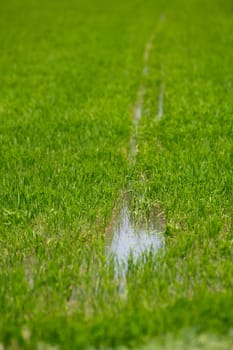 Cultivation of rice cereals in Camargue, Provence, France, Rice plants growing on organic farm fields, High quality photo