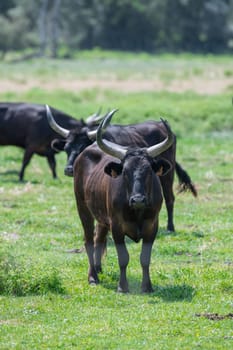 Young Camargue bull in the south of France, Bulls raised in the ponds of the Camargue for the Camargue races, High quality photo