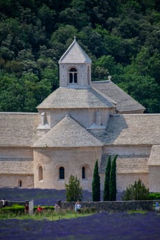 Senanque Abbey Gordes Provence Lavender fields, Notre-Dame de Senanque, blooming purple-blue lavender fields Luberon France, Europe, High quality photo