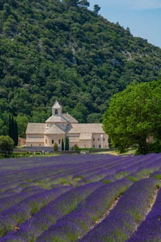 Senanque Abbey Gordes Provence Lavender fields, Notre-Dame de Senanque, blooming purple-blue lavender fields Luberon France, Europe, High quality photo