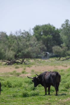 Young Camargue bull in the south of France, Bulls raised in the ponds of the Camargue for the Camargue races, High quality photo