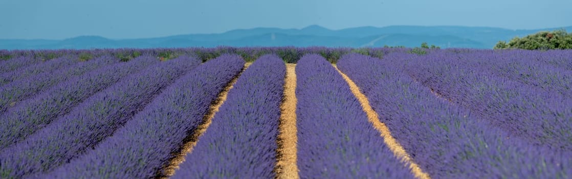 Provence, Lavender field at sunset, Valensole Plateau Provence France, blooming lavender fields, Europe, High quality photo