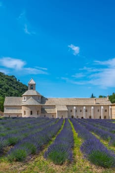 Senanque Abbey Gordes Provence Lavender fields, Notre-Dame de Senanque, blooming purple-blue lavender fields Luberon France, Europe, High quality photo