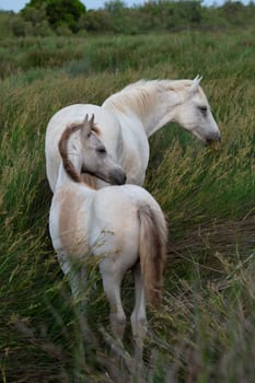 Camargue Horse, Adult and foal eating Grass through Swamp, Saintes Marie de la Mer in Camargue, in the South of France, High quality photo