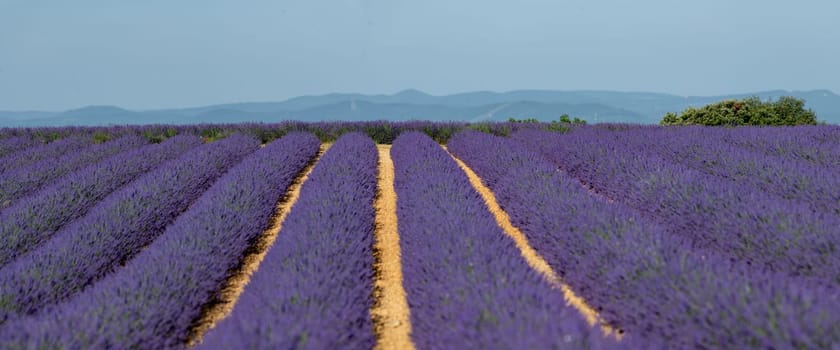 Provence, Lavender field at sunset, Valensole Plateau Provence France, blooming lavender fields, Europe, High quality photo