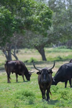 Young Camargue bull in the south of France, Bulls raised in the ponds of the Camargue for the Camargue races, High quality photo