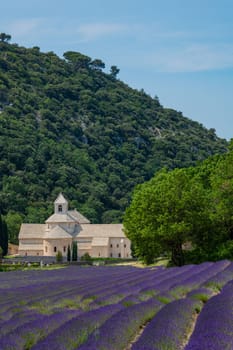 Senanque Abbey Gordes Provence Lavender fields, Notre-Dame de Senanque, blooming purple-blue lavender fields Luberon France, Europe, High quality photo