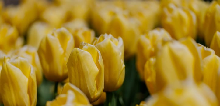 Yellow tulips spring blossoming , bokeh flower background, pastel and soft floral card, selective focus.