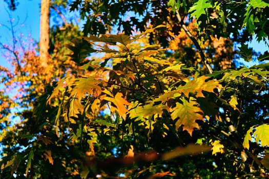 Autumn is the most colorful time of the year from all seasons, when nature changes its usual appearance to golden colors in autumn sun