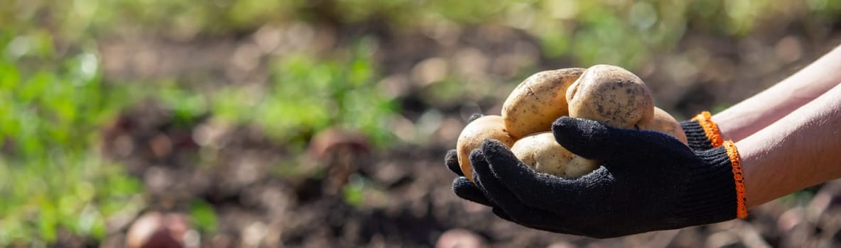 a male farmer holds a potato in his hands. Selective focus. Nature