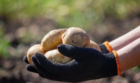 a male farmer holds a potato in his hands. Selective focus. Nature